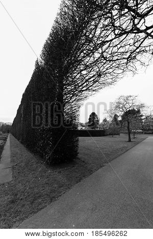 Tree, Footpath, Bush Fence, Royal Botanic Garden, Edinburgh, Scotland- Monochromatic