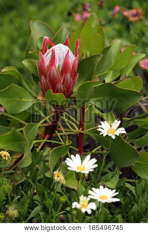Young protea flower bud blooming in the garden