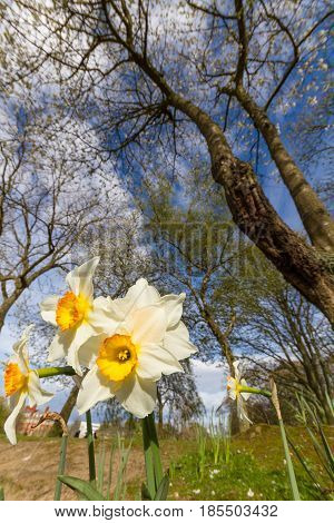 White Daffodil Flowers Under Trees In Leases Park, Newcastle, Uk