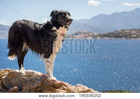 Border Collie dog standing on a rock on the coast of Corsica with the Mediterranean the citadel of Calvi and mountains in the background