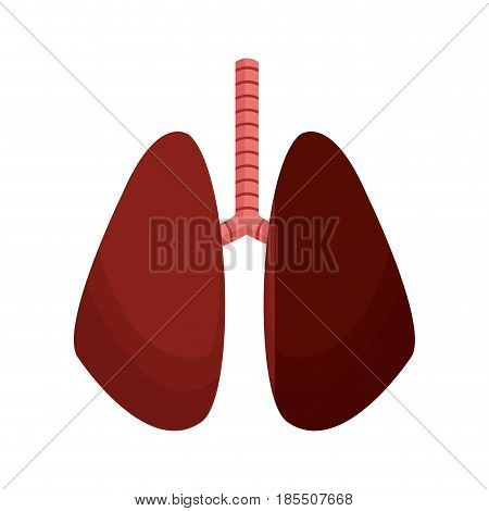 lung human organ healthy anatomy vector illustration