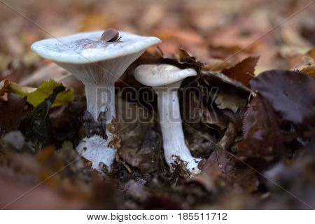 Clitocybe Nebularis, Commonly Known As The Clouded Agaric, Under Autumn Leaves
