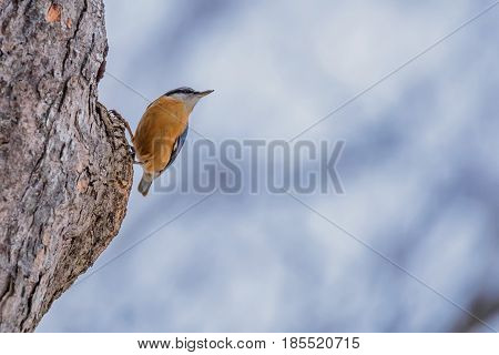 Eurasian nuthatch or Sitta europaea perching on a tree