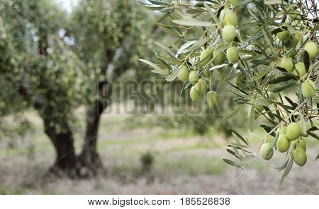 Greek olive grove detail with branch and tree