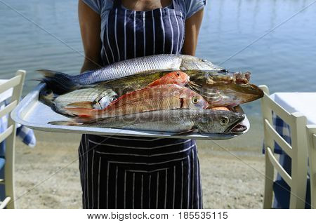 Fresh fish variety at a Greek sea tavern