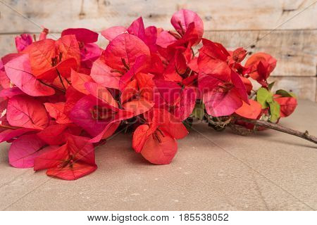 Bougainvillea flower. Bloom pink bougainvillea on old concrete background