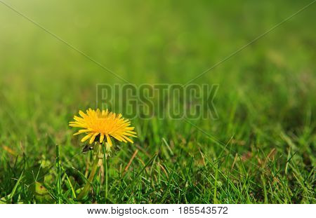 Close up of single yellow dandelion on a dark green grass background.Yellow dandelion and grass on a spring day.