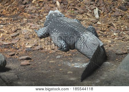 A gray dwarf crocodile laying on the ground