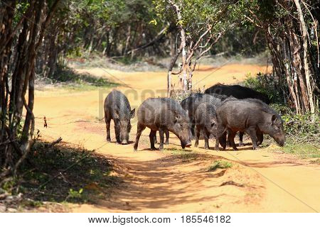 Herd of wild boars Sus scrofa cristalus. Walking boars national park Wilpattu Sri Lanka