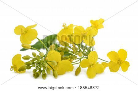 Colza (brassica Napus )