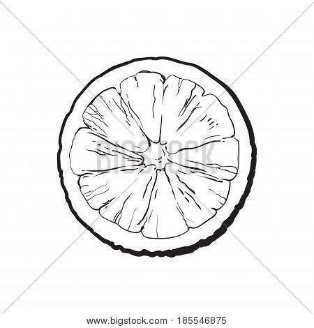 Top view round slice, half of ripe lime, sketch style vector illustration on white background. Hand drawn lime cut in half, round slice