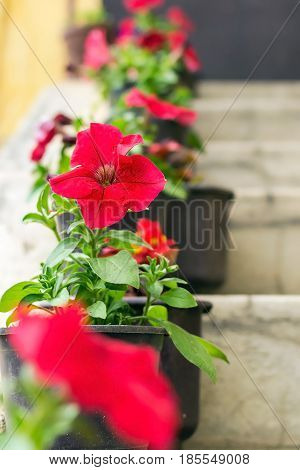 Red flowers on balcony stairs. Selective focus.