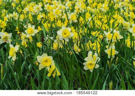 Flower bed with Many flowers of yellow daffodil, Narcissuses flowers blooming in meadow. Modern background, selective focus. Simvol of first spring plants, seasons, weather.