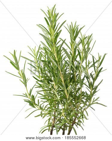 rosemary plants isolated on a white background