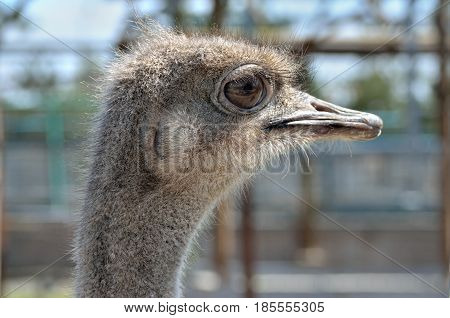 Portrait Of A South American Ostrich Nandu Close-up