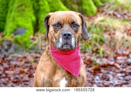 Sad Dog Stood In Woodland With Bandana