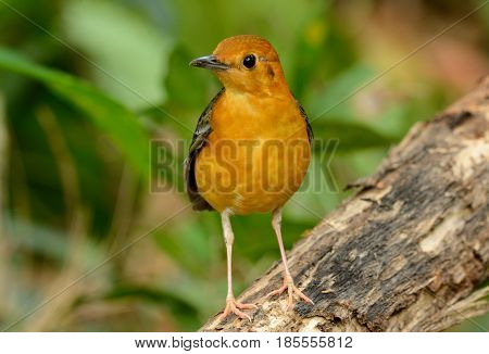 beautiful female Orange-headed Thrush (Zoothera citrina) in Thailand
