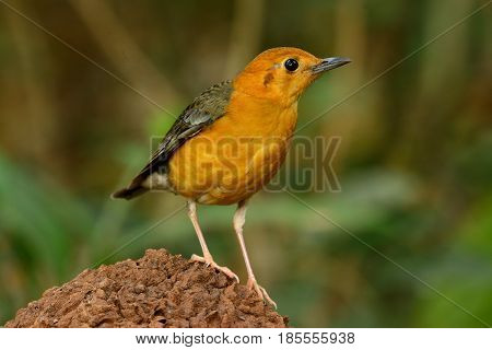 beautiful female Orange-headed Thrush (Zoothera citrina) in Thailand