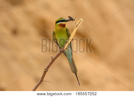 beautiful blue tailed bee eater (Merops philippinus) possing