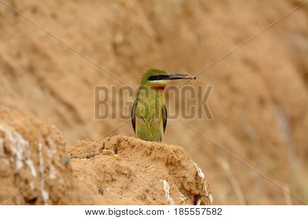 beautiful blue tailed bee eater (Merops philippinus) possing