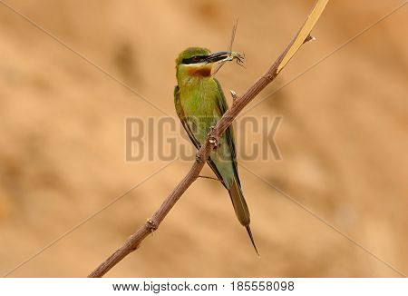 beautiful blue tailed bee eater (Merops philippinus) possing