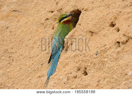 beautiful blue tailed bee eater (Merops philippinus) possing