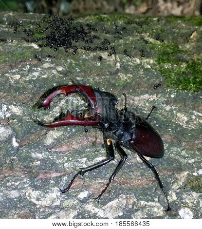 Deer beetle in naturein natural forest habitat