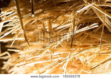background of dry hay . Photo in nature