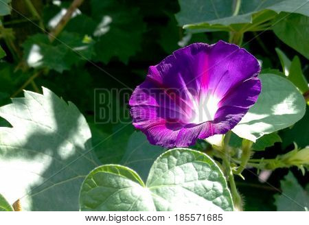 The violet flower with green leaves grows and lives
