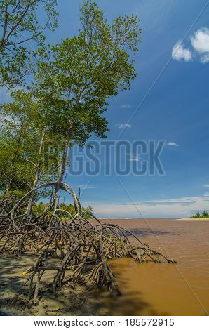 Mangrove forest with river in Kuala Penyu,Sabah,Borneo.Mangrove forests are important because its prevent salt water from intruding into rivers.