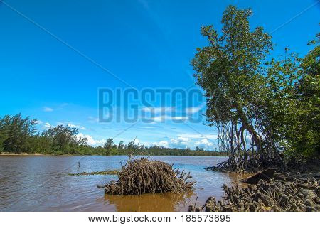 Mangrove forest with river in Kuala Penyu,Sabah,Borneo.Mangrove forests are important because its prevent salt water from intruding into rivers.