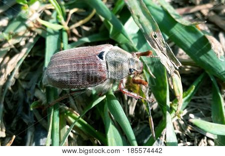 Мay-bug natural close up in a grass