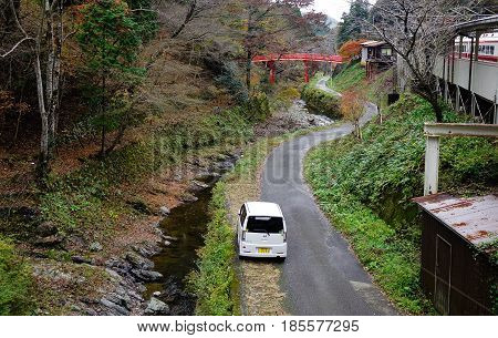 Forest Scenery In Mount Koya, Japan