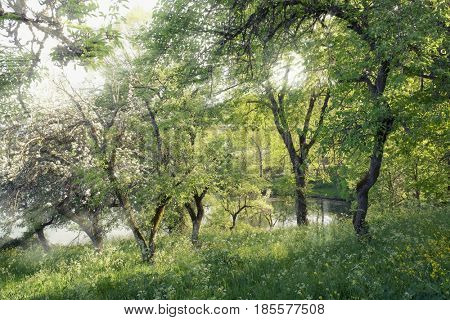 spring nature with ray of light in Nebrodi Park, Sicily