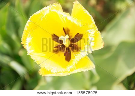 Close up of beautiful flowering yellow shaggy tulips in garden in springtime. Colorful spring Background. Sunny day. Detail view of blooming tulip flowers at sunlight on spring time. Spring landscape