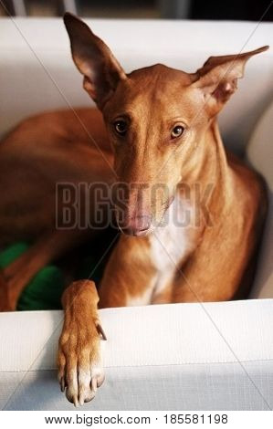 Spanish podenco canario sleeping on sofa, lazy dog