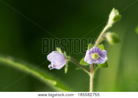 Wood speedwell (Veronica montana) in flower. Blue flower of plant in the family Plantaginaceae distinguished by hairs all around the stem