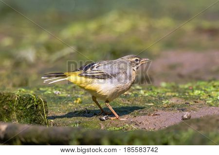 Grey wagtail (Motacilla cinerea) fledgling calling. Juvenile bird in the family Motacillidae calling to parent for feeding
