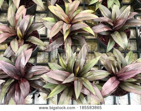 Top view of Tradescantia spathacea in black pot for background and texture
