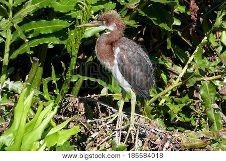 A juvenile Tricolor Heron stands waiting for parent to return with food in a Florida rookery