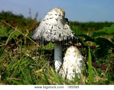 Wild Mushroom