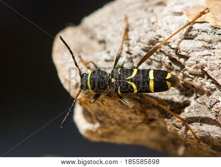 Wasp beetle (Clytus arietis) from above. A striking yellow and black wasp mimic in the family Cerambycidae displaying Batesian mimicry