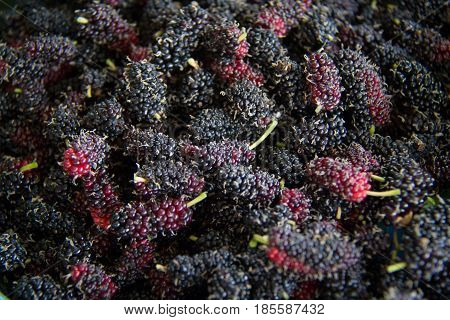 black Mulberry fruit on the branch. fresh organic mulberry fruit. black ripe and red unripe mulberries on the branch.