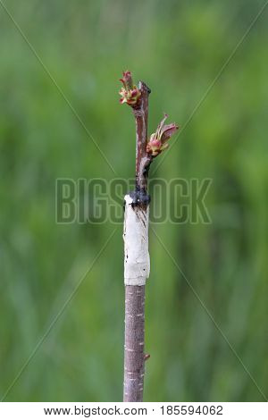 Grafted Fruit Tree In An Orchard