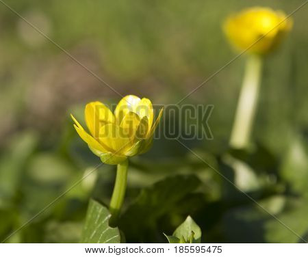 One flower buttercup, or yellowcup, also called crowfoot, latin name Ranunculus on ground.
