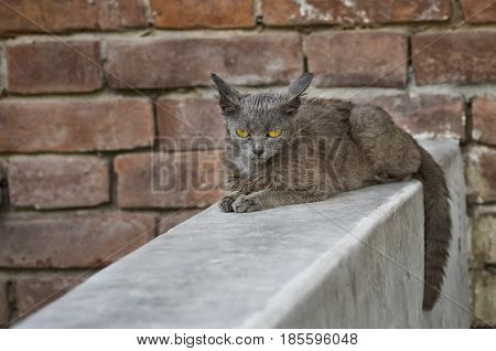 Beautiful alien cat with sad eyes sitting on a parapet against brick wall