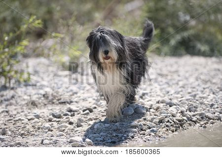 Beautiful Bearded Collie walking on beach in sunny summer day.
