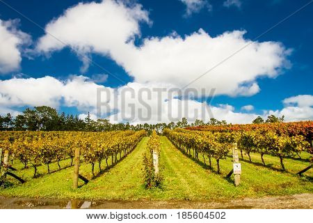 vineyards in autumn, winery, grapes growing