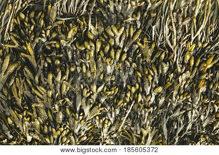 seaweed on a rock at low tide. bladderwrack seaweed background texture
