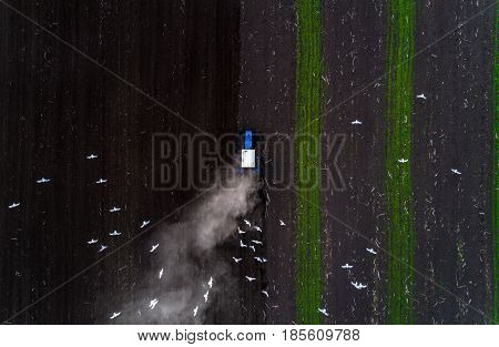 The blue tractor plows the field against the backdrop of the black earth, and behind it birds fly and collect food. Aeril view. Agricultural machinery works in the field of spring planting. Plowing from above. Top view
